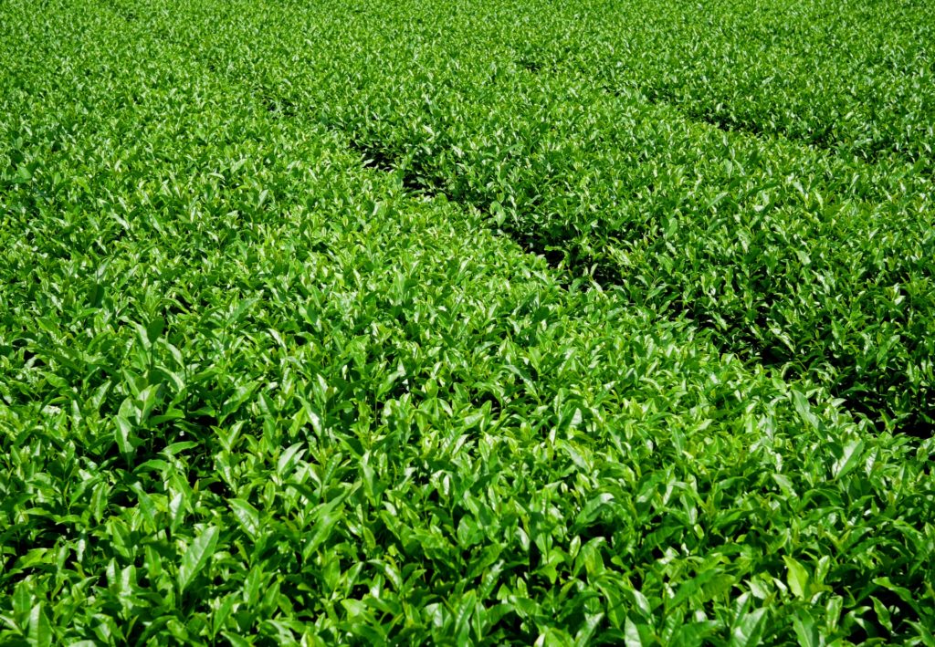 画像に alt 属性が指定されていません。ファイル名: お茶畑-1024x709.jpg